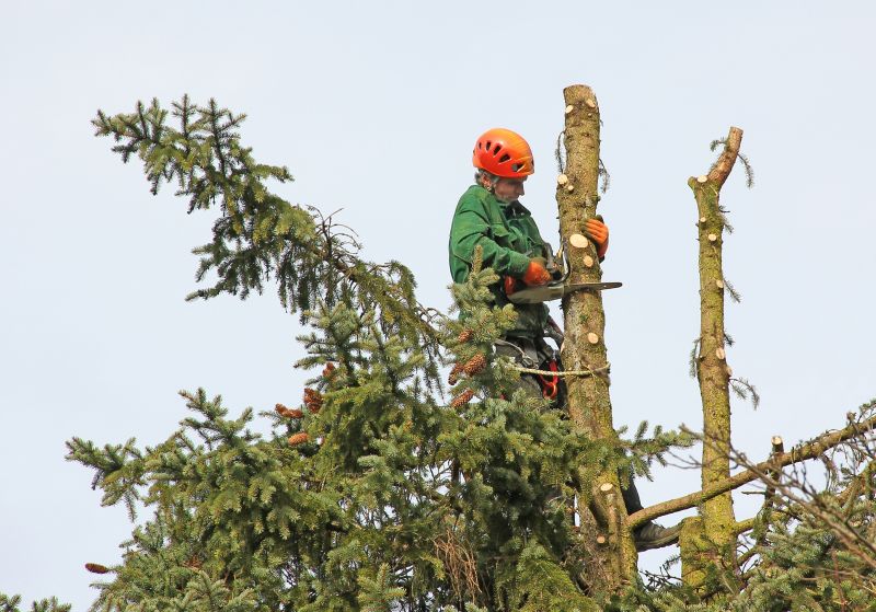 Arborvitae Tree Trimming