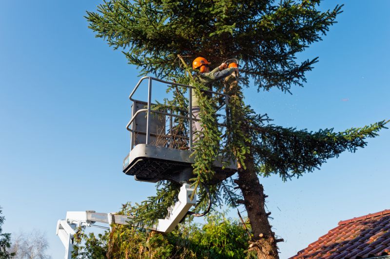 Arborvitae Tree Trimming