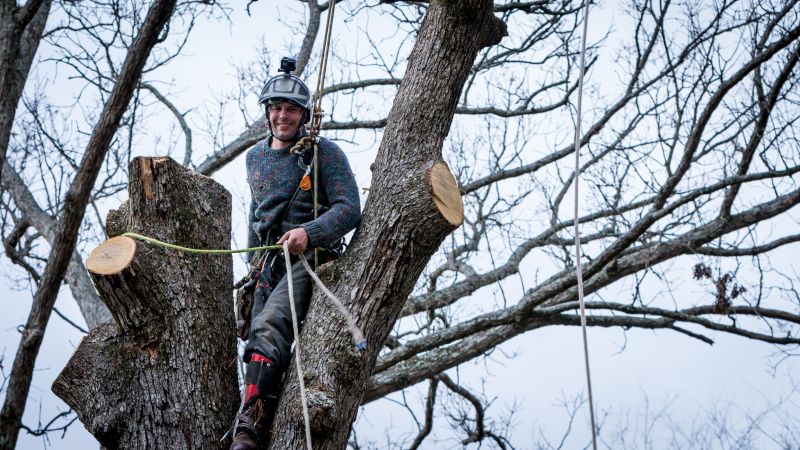 Arborvitae Tree Trimming