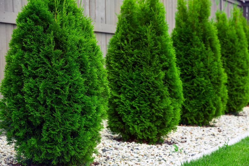 Arborvitae Tree Trimming
