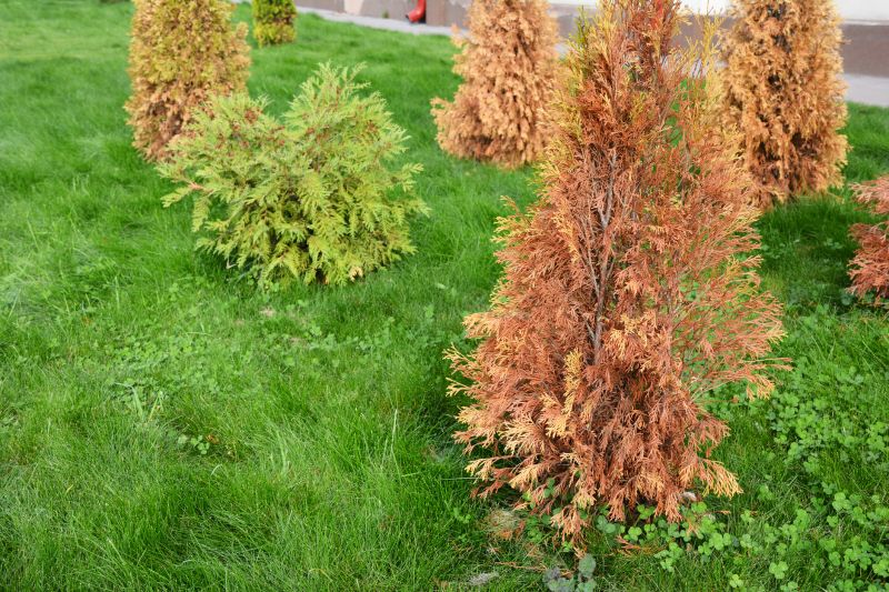 Arborvitae Tree Trimming