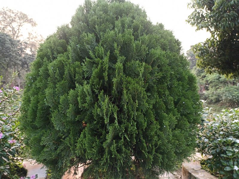 Arborvitae Tree Trimming