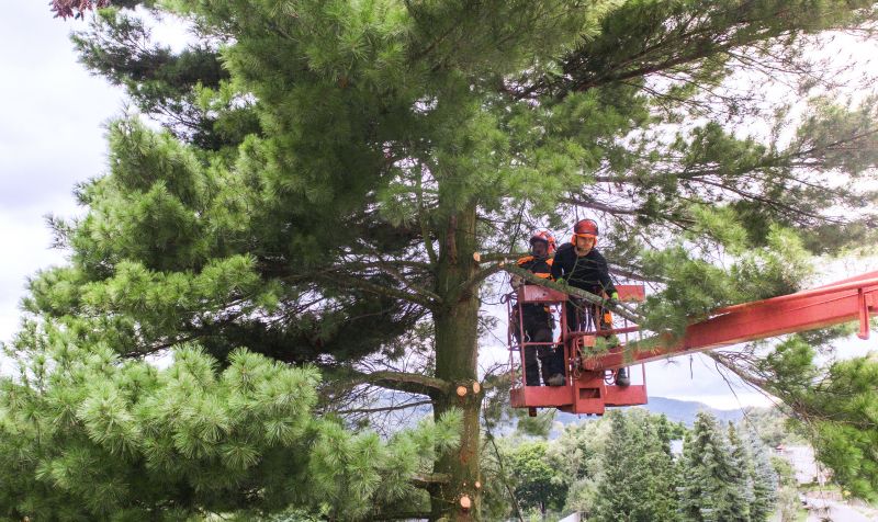 Arborvitae Tree Trimming