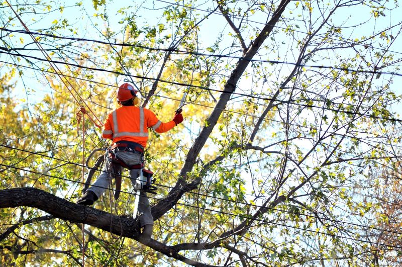 Arborvitae Tree Trimming