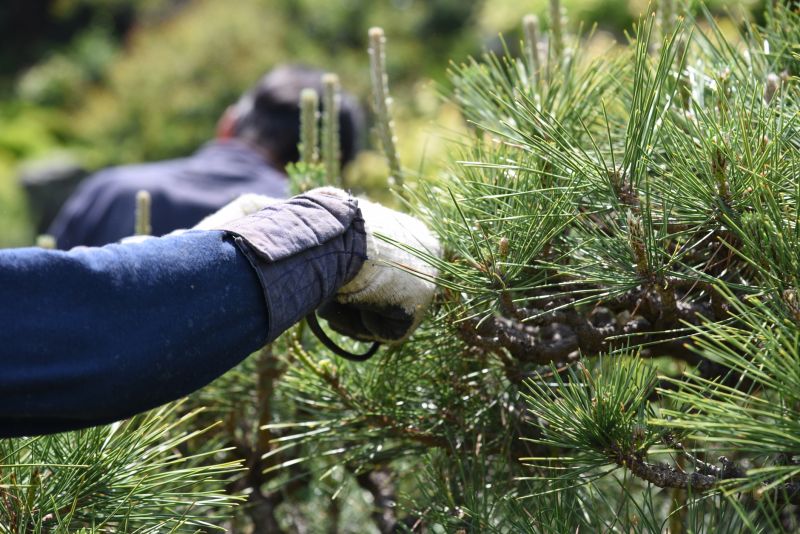 Cypress Tree Trimming in Pottstown, PA
