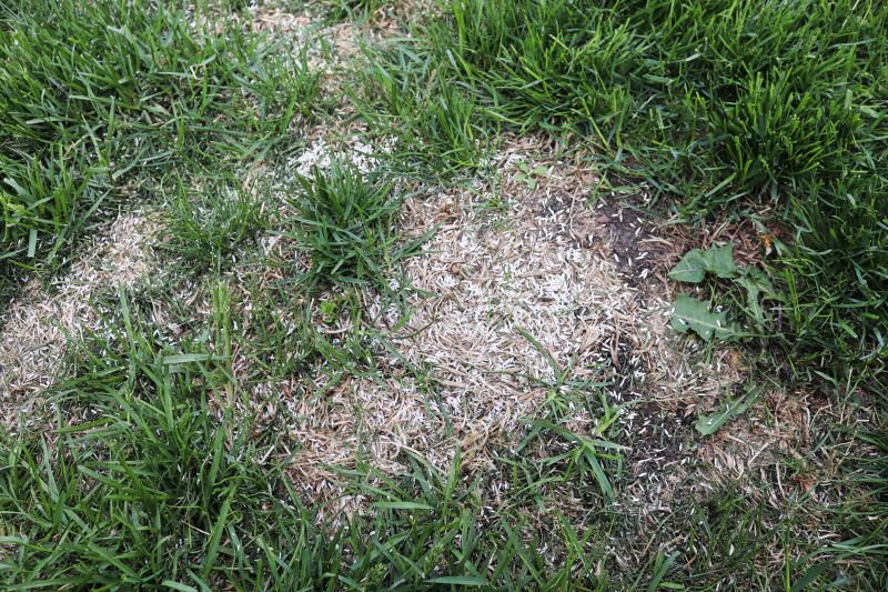 Lawn Damage