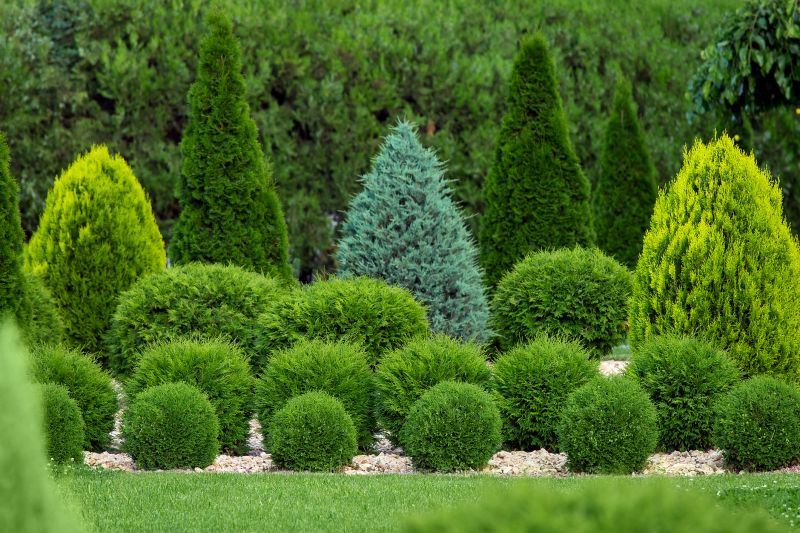 Garden with Shaped Shrubs