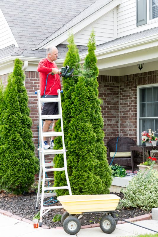 Increase Your Arborvitae Tree Trimming Business with an AI Driven, Targeted Website