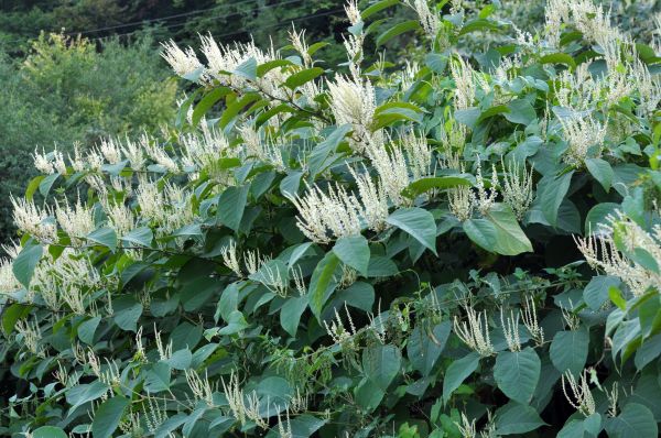 Japanese Knotweed Treatment Service