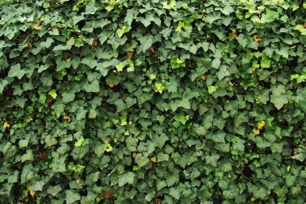 Wall Ivy Removal Service