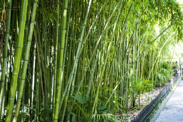 Bamboo Containment