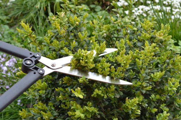 Boxwoods Pruning